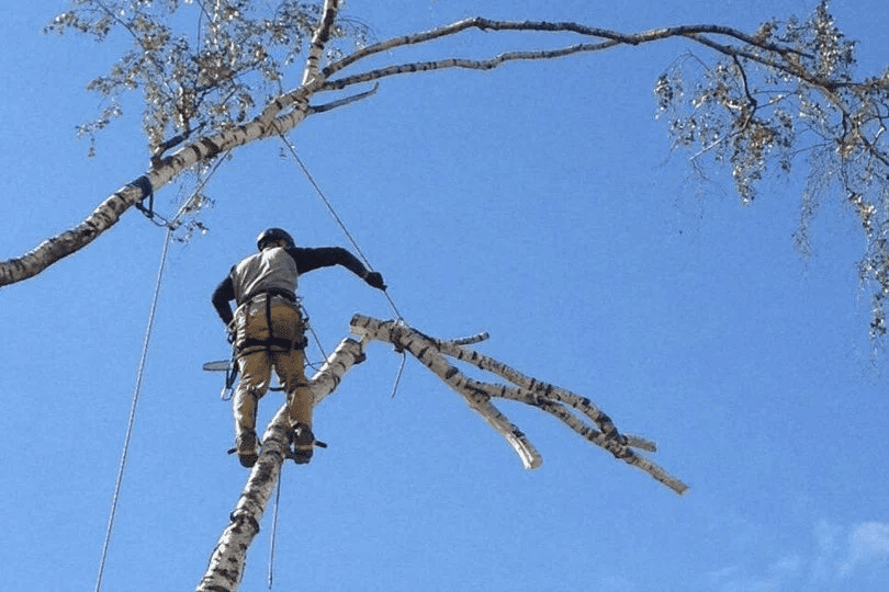 Пилка деревьев